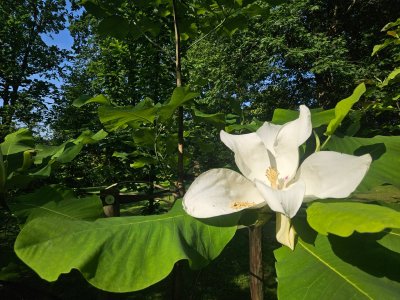 Magnolia macrophylla ssp. Ashei - šácholan velkolistý 